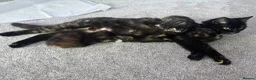 Domestic Shorthair cats for sale: 2 m 2fm ginger kitten 2fm,1m dark stripe in Coatbridge - Advert 1