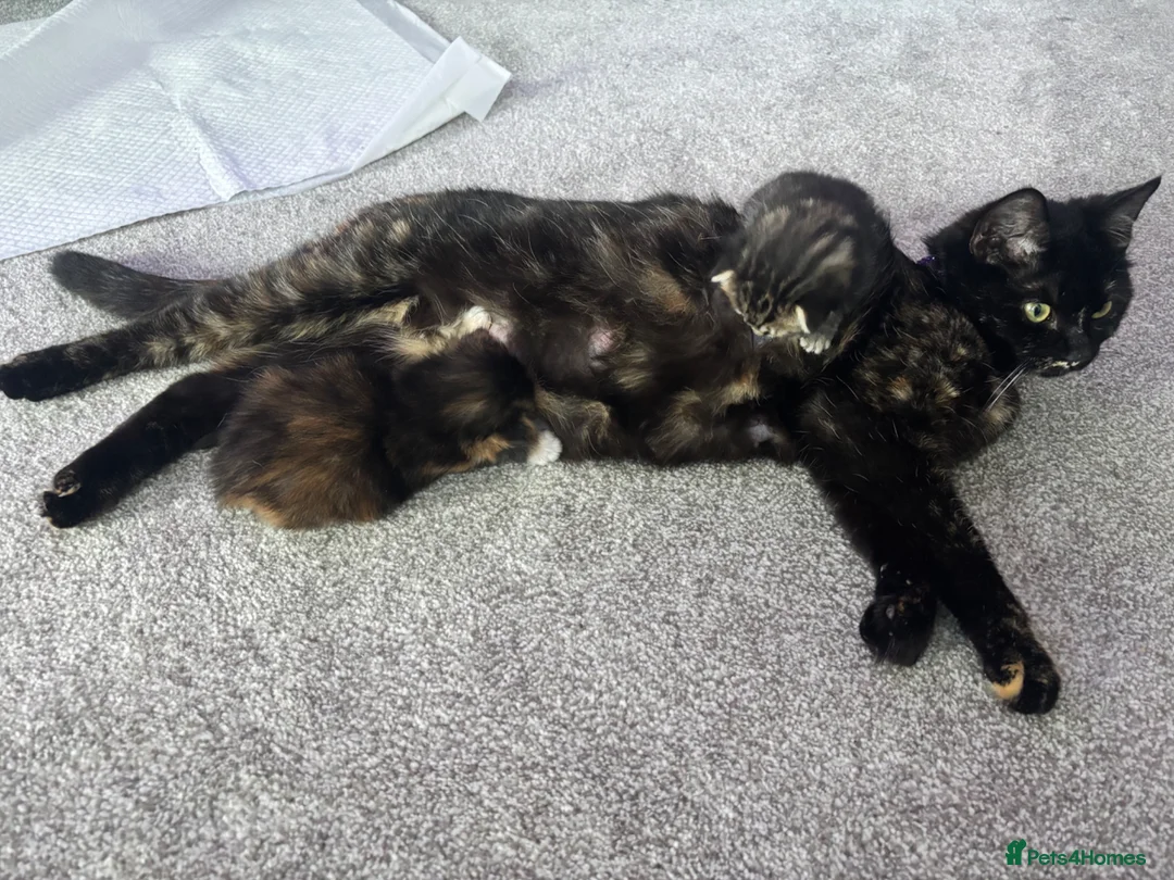 Domestic Shorthair cats for sale: 2 m 2fm ginger kitten 2fm,1m dark stripe in Coatbridge - Advert 1