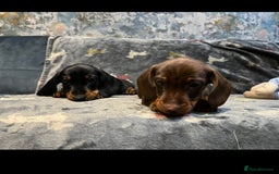 Miniature Dachshund dogs for sale: Available puppies at DELLM DAXIES 🐶 - Image 15