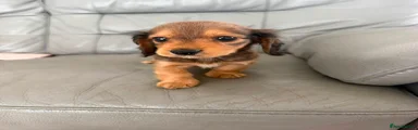 Miniature Dachshund 1