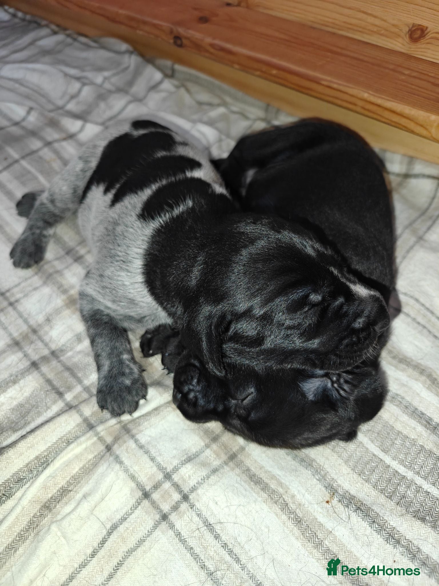 German Wirehaired Pointer dogs German Wirehaired Pointer Puppies - Advert 5