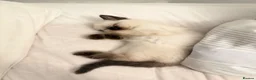Ragdoll cats for sale: Beautiful Sealpoint Ragdoll Boy  - Advert 3