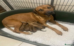 Rhodesian Ridgeback dogs for sale: KC reg Rhodesian Ridgeback puppies - Image 7