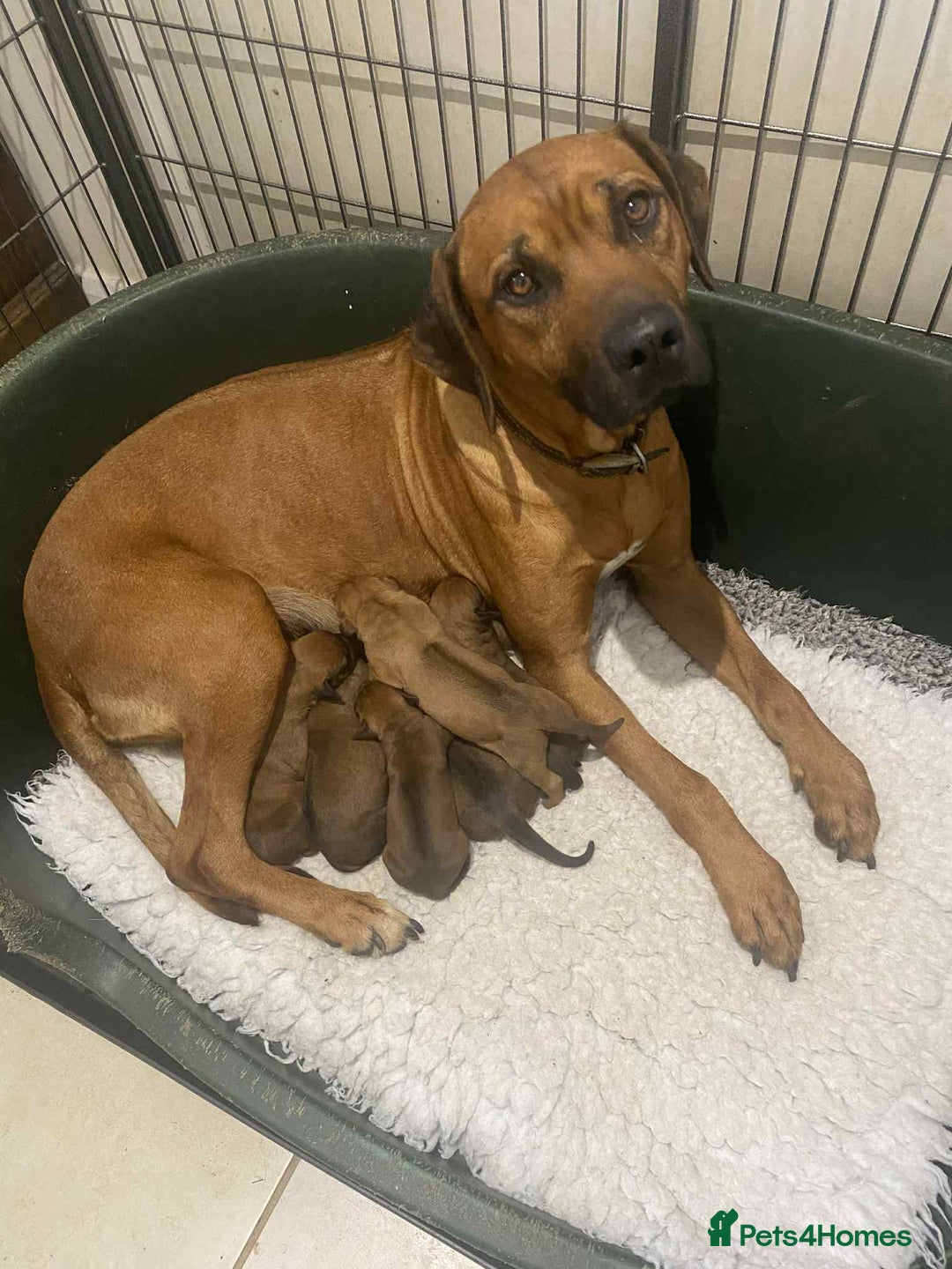 Rhodesian Ridgeback dogs for sale: KC reg Rhodesian Ridgeback puppies - Image 7