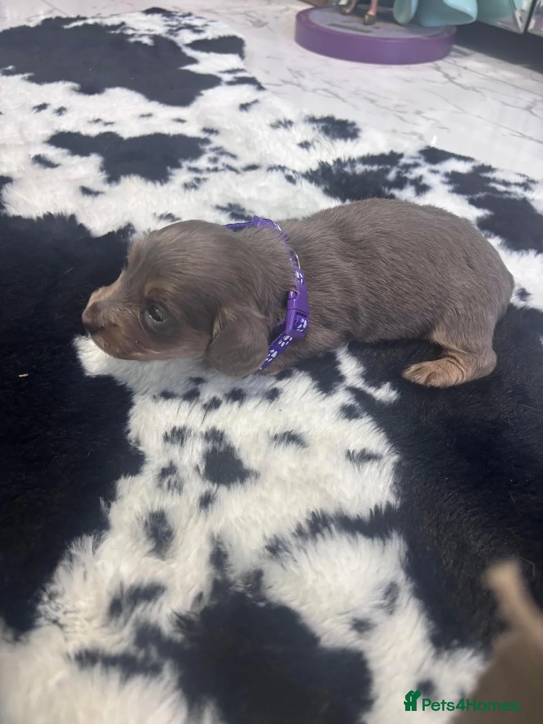 Miniature Dachshund dogs for sale: BEAUTIFUL MINIATURE DACHSHUND PUPPIES - Advert 2