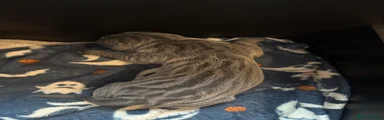 Cane Corso 2
