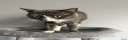 Domestic Shorthair cats for sale: Sandwich - Advert 3