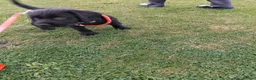 Labradoodle dogs for sale: Labradoodle puppy  - Advert 3