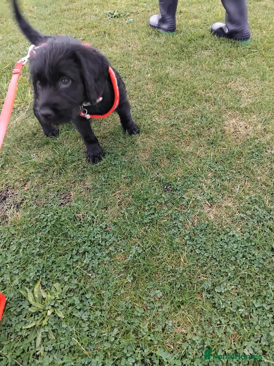 Labradoodle dogs for sale: Labradoodle puppy  - Advert 3