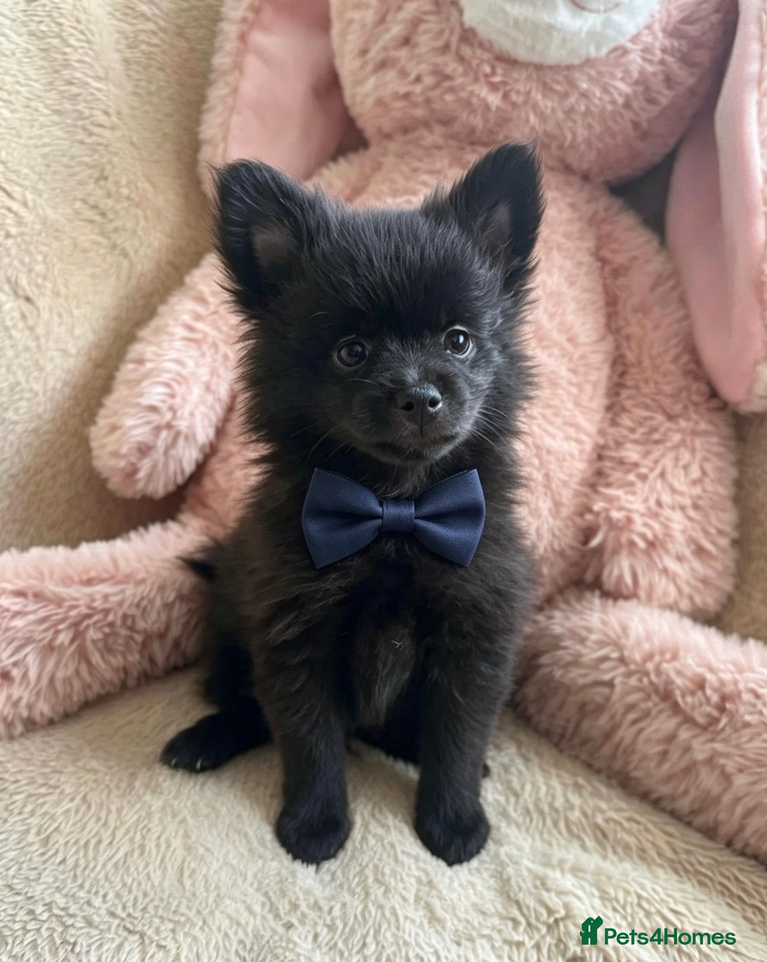 Pomchi dogs 💕Beautiful fluffy Pomchi 💕 - Advert 2