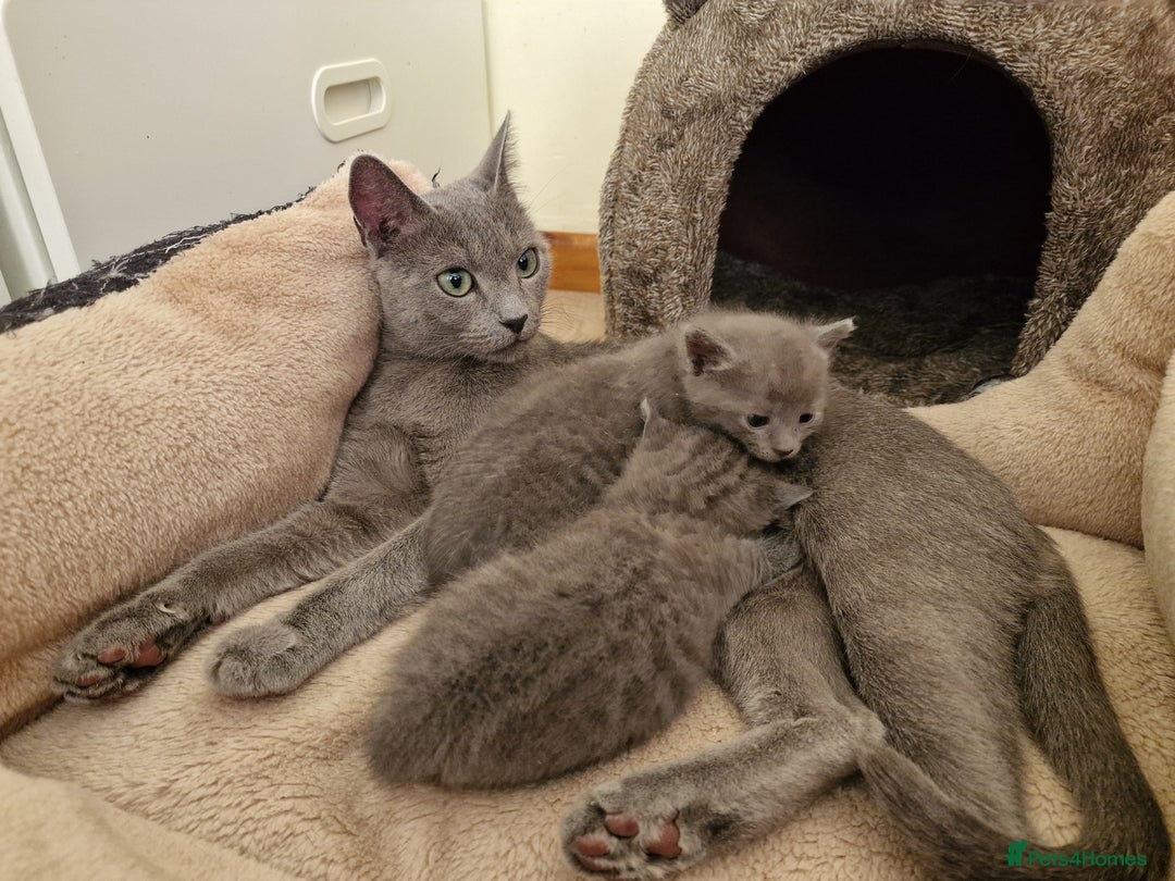 Russian Blue cats for sale: Pure Russian Blue kitten GIRL - Image 2
