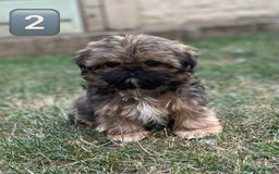 Shih Tzu dogs for sale: KC Registered Imperial Shih Tzu boys.  - Image 16