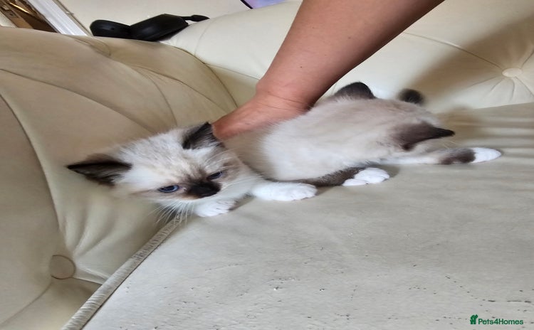 Ragdoll cats - Advert 2