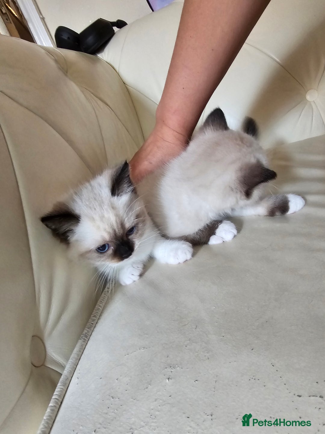 Ragdoll cats for sale: Three Ragdoll kittens - Image 1