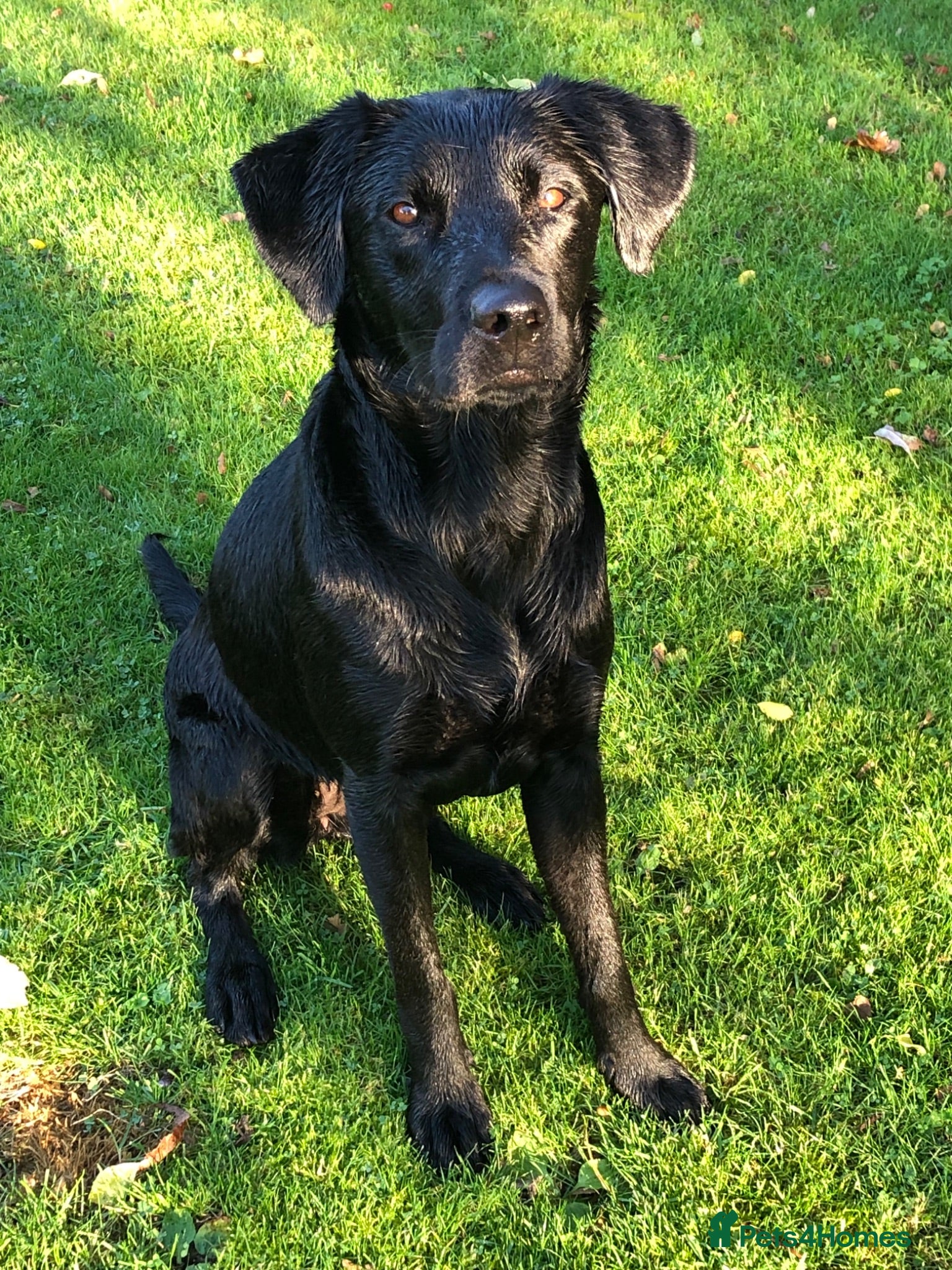 Labrador Retriever dogs Beautiful natured working Labradors  - Advert 2
