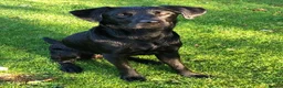 Labrador Retriever dogs for sale: Beautiful natured working Labradors  - Advert 2
