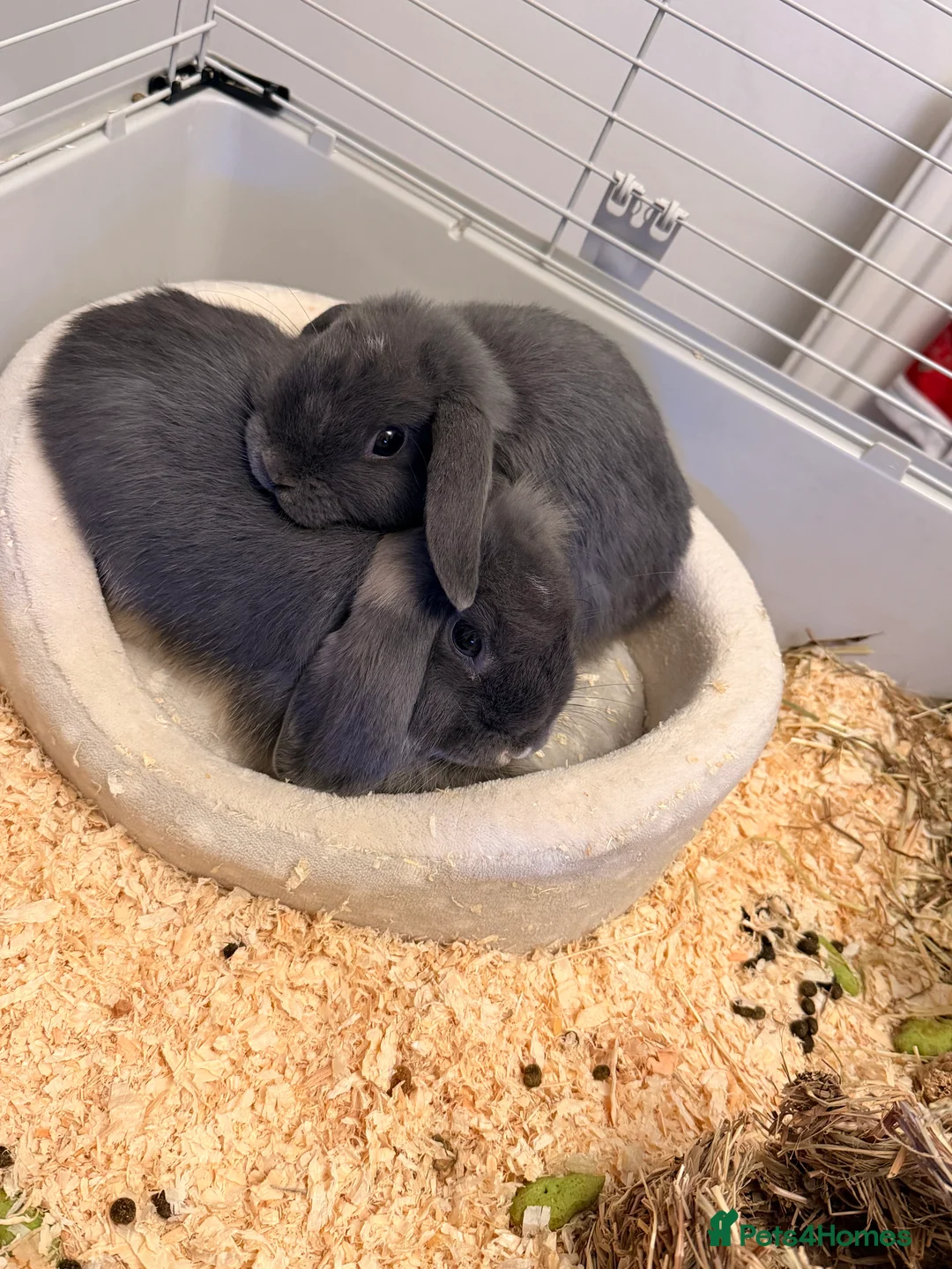 Dwarf Lop rabbits for sale: 2 male bonded pair rabbits  - Advert 5