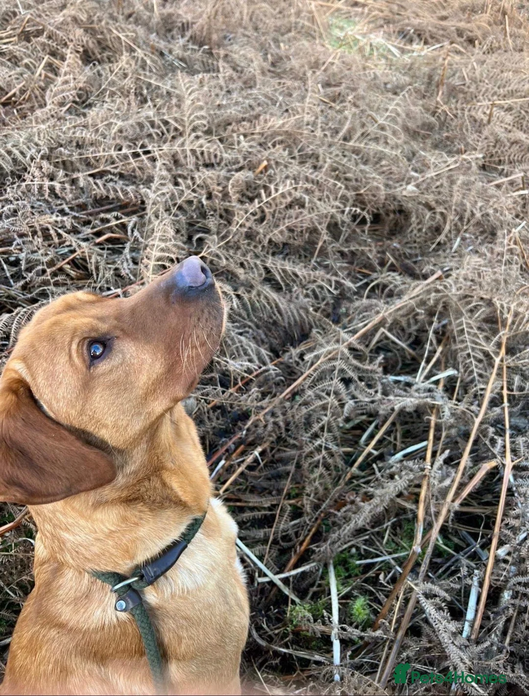 Labrador Retriever dogs for sale: Adorable fox red puppies  - Advert 2