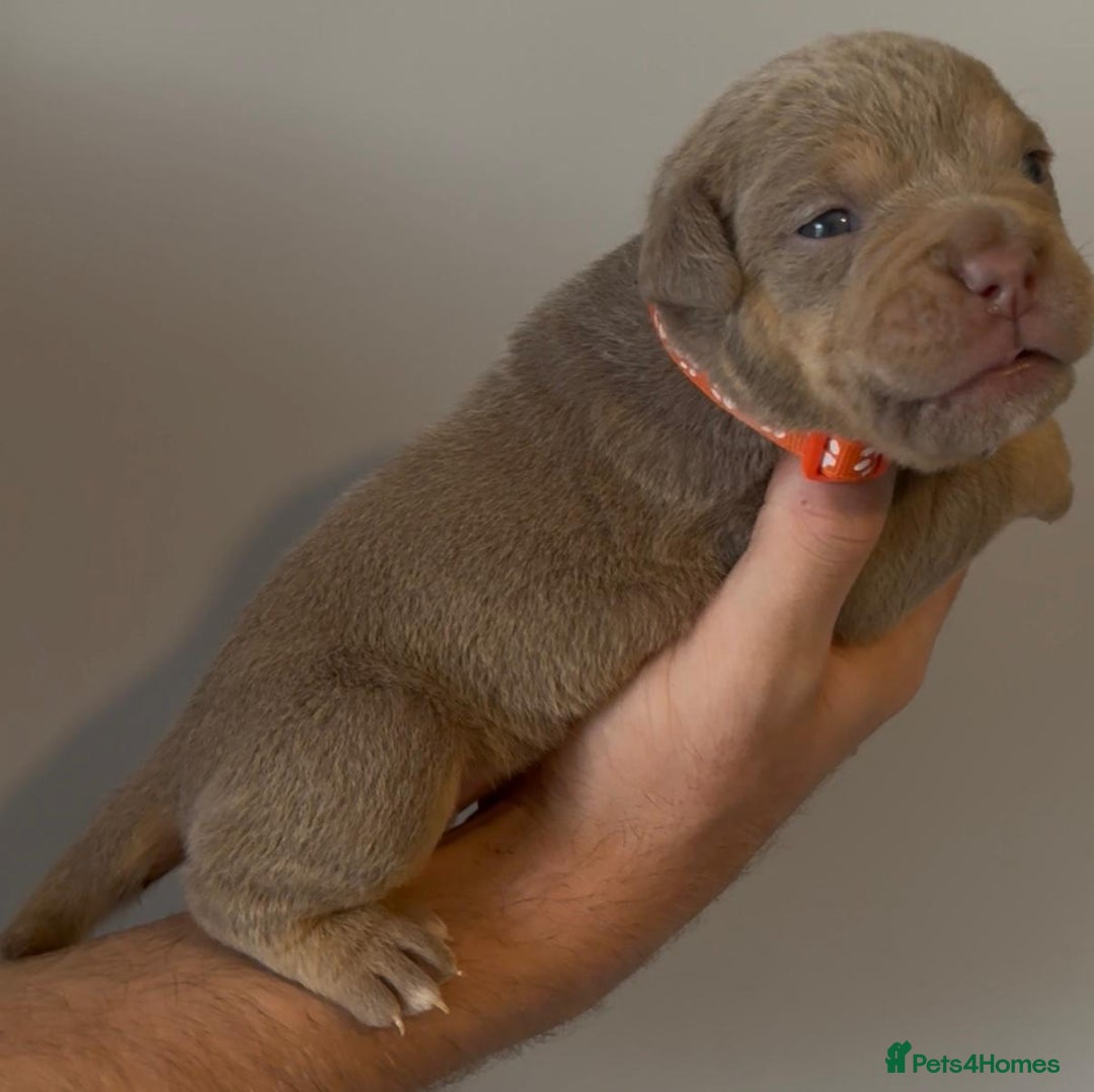 Olde English Bulldogge dogs for sale: Olde English bulldogge  - Image 8