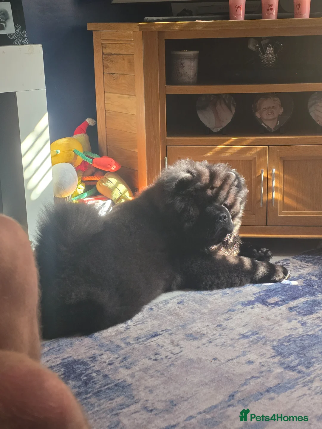 Chow Chow dogs for sale: 6 & half month old male chow in Porth - Advert 2