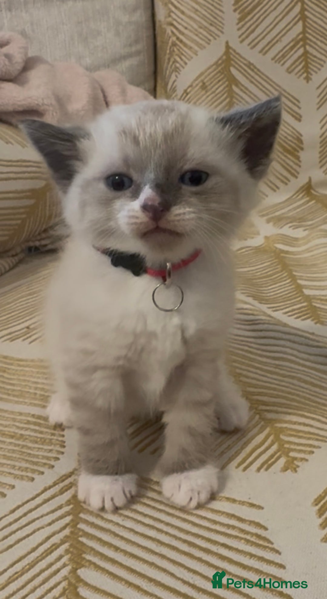 British Shorthair cats for sale: BSH mixed Russian Blue - Image 11