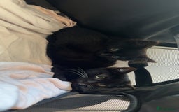 Mixed Breed cats for sale: 2 Beautiful Bonded Kittens - Image 6