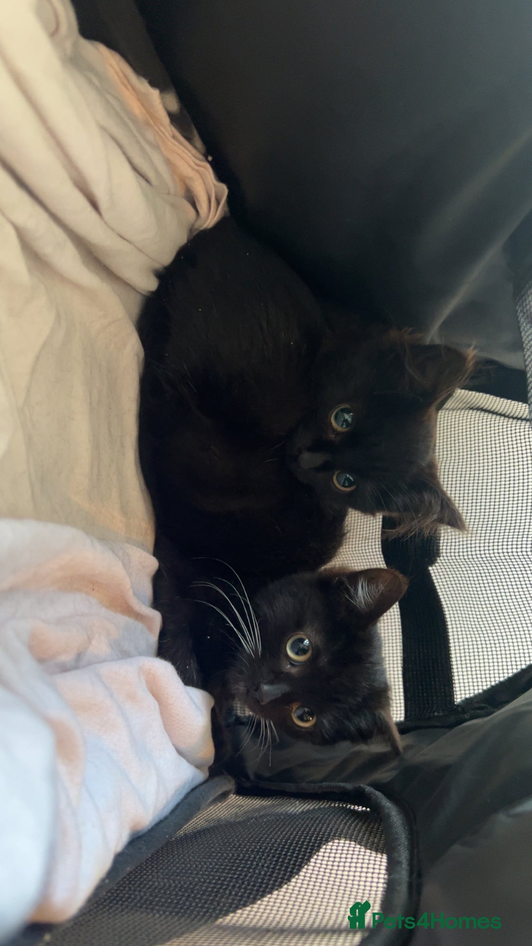 Mixed Breed cats for sale: 2 Beautiful Bonded Kittens - Image 6