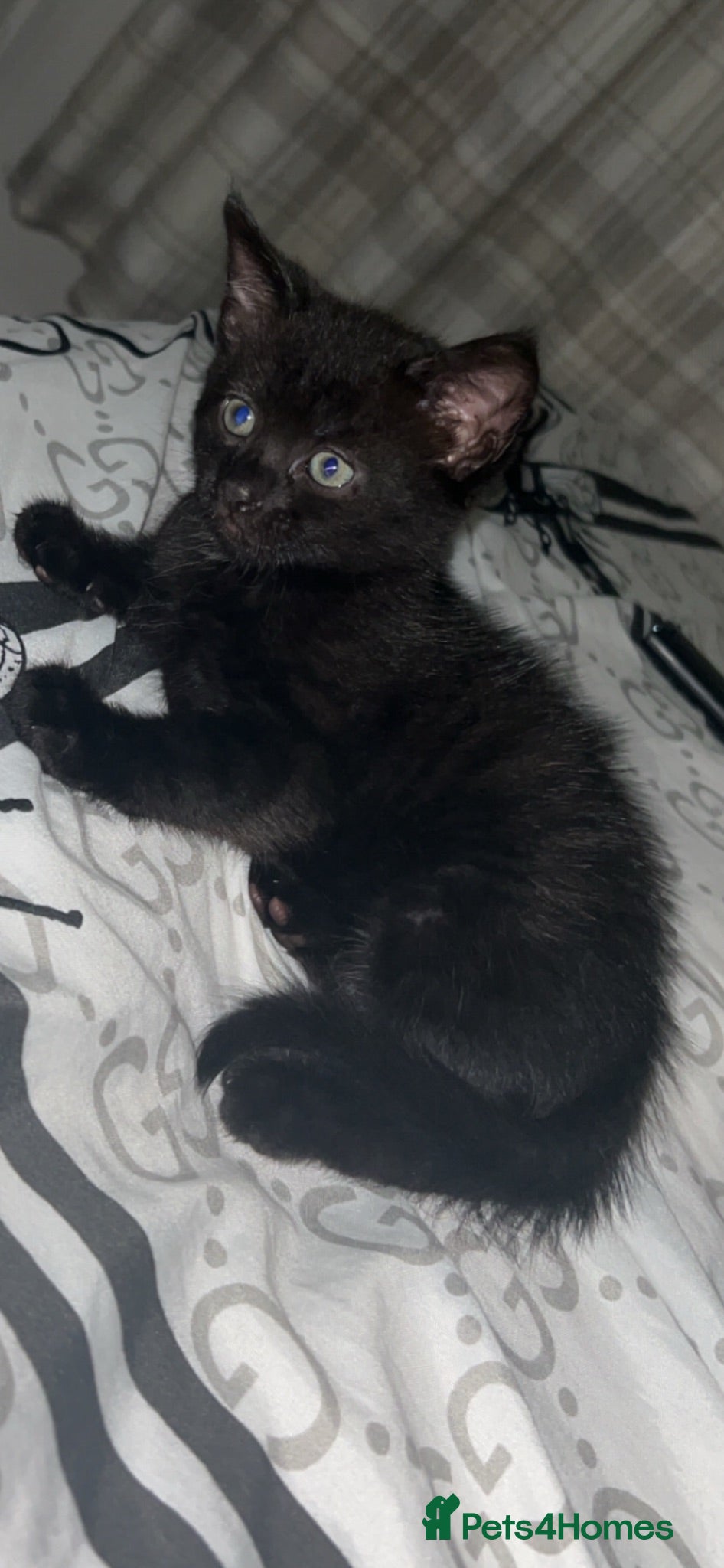 Mixed Breed cats Kitten  - Advert 8