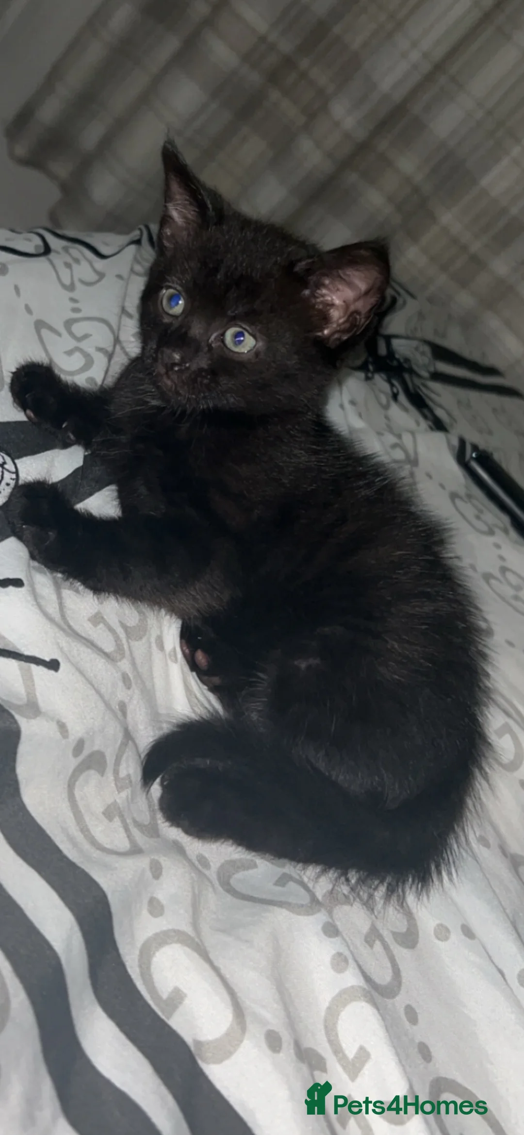 Mixed Breed cats for sale: Kitten  - Advert 1