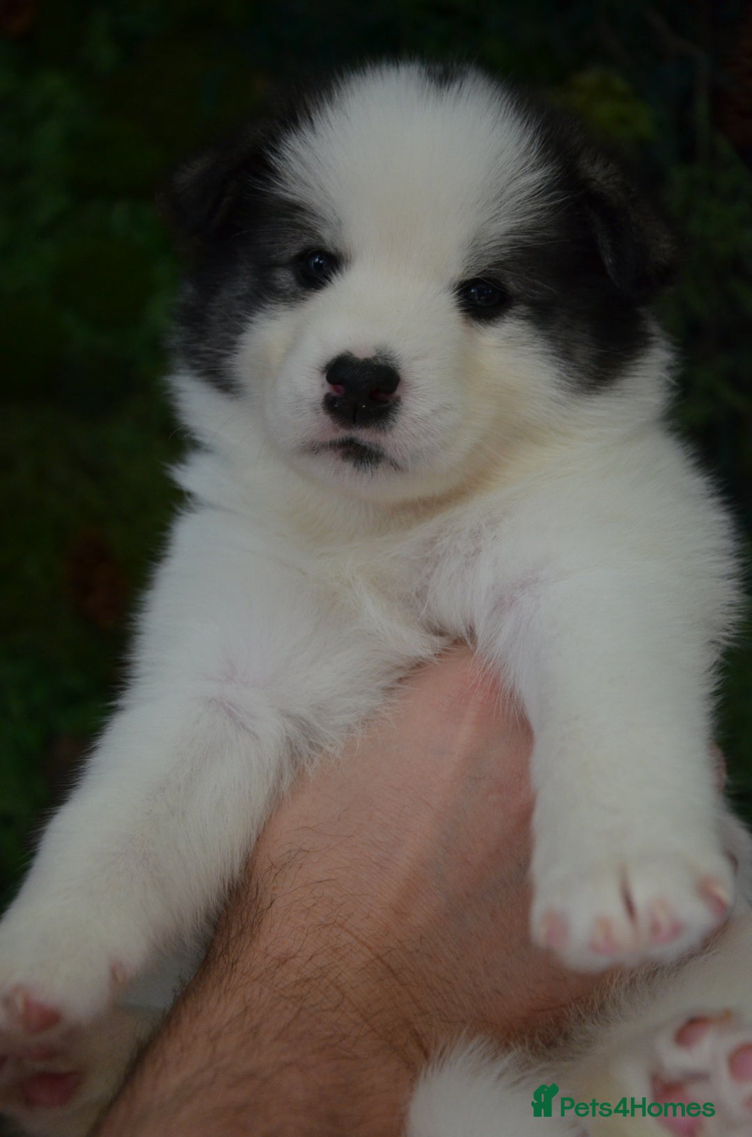 Mixed Breed dogs for sale: Siberian Husky cross Samoyed / Samusky - Image 13