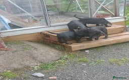 Sprocker dogs for sale: 8 gorgeous Sprocker puppies  - Image 8
