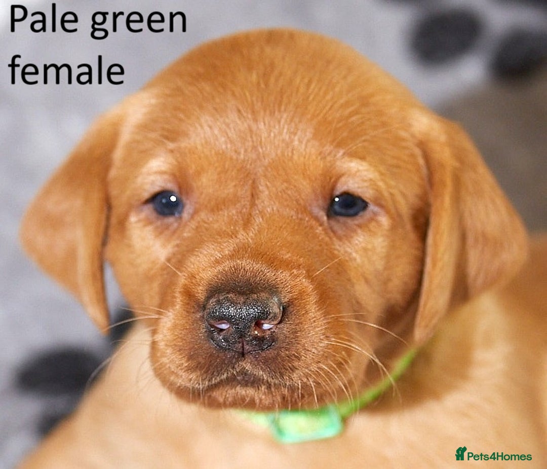Labrador Retriever dogs for sale: Fox red labrador pups for sale - Image 5