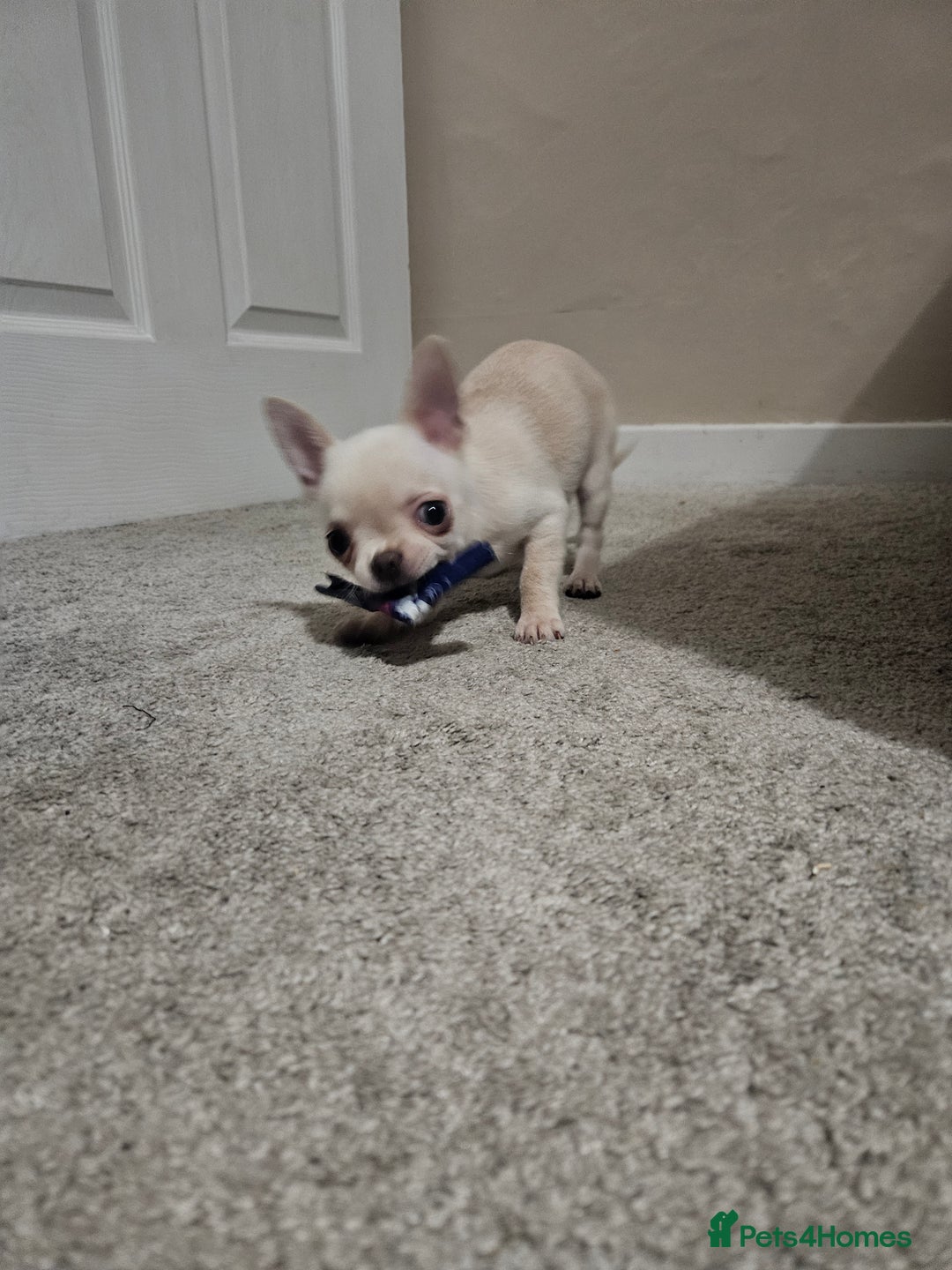 Chihuahua dogs for sale: Teeny Chihuahua Pup   - Advert 4