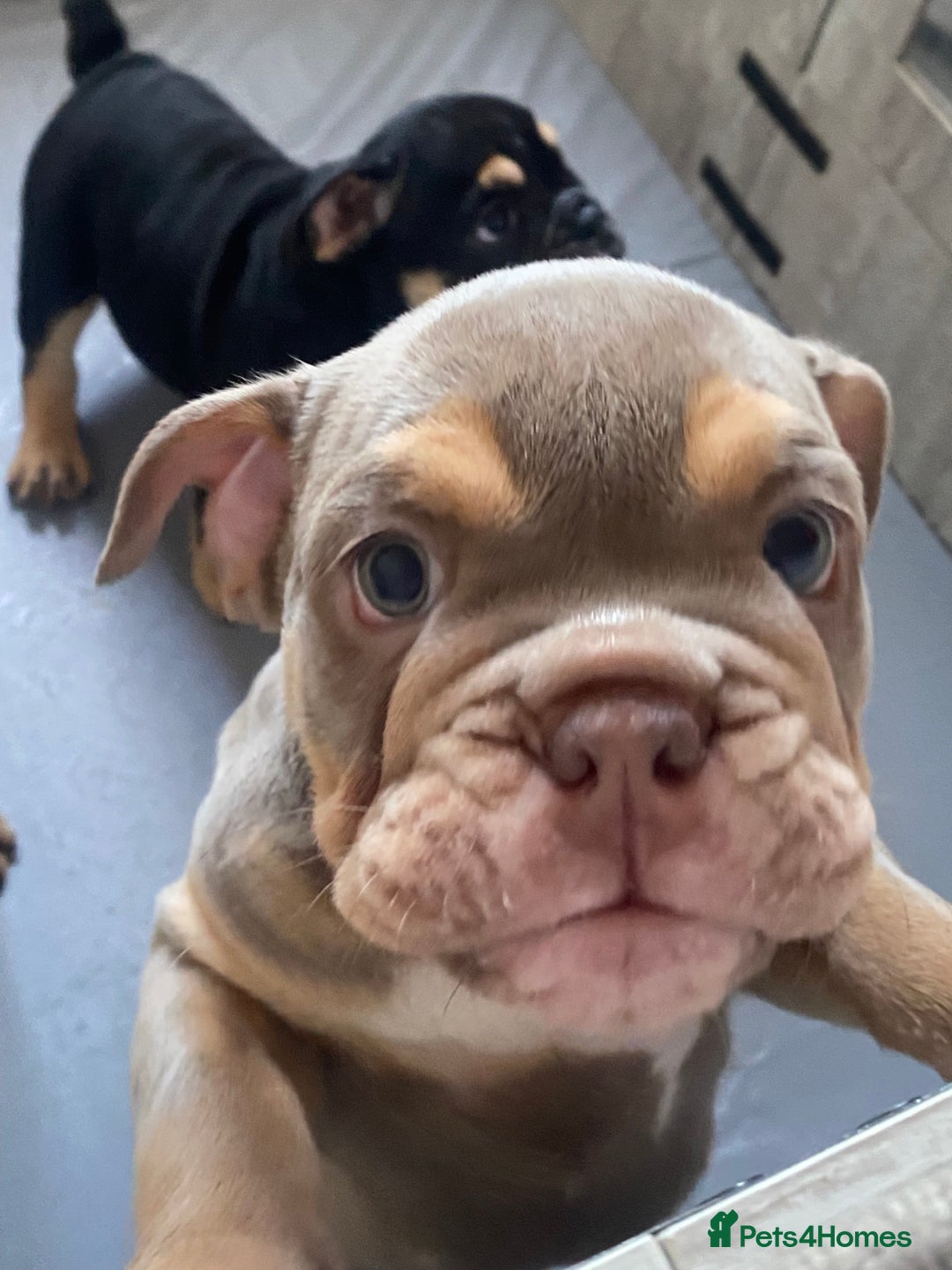 English Bulldog dogs for sale: Pedigree English bulldogs top-lines (7 weeks old)  - Image 25
