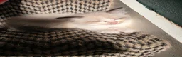 Maine Coon cats for sale: Poly litter of mainecoon/ragdoll - Advert 6