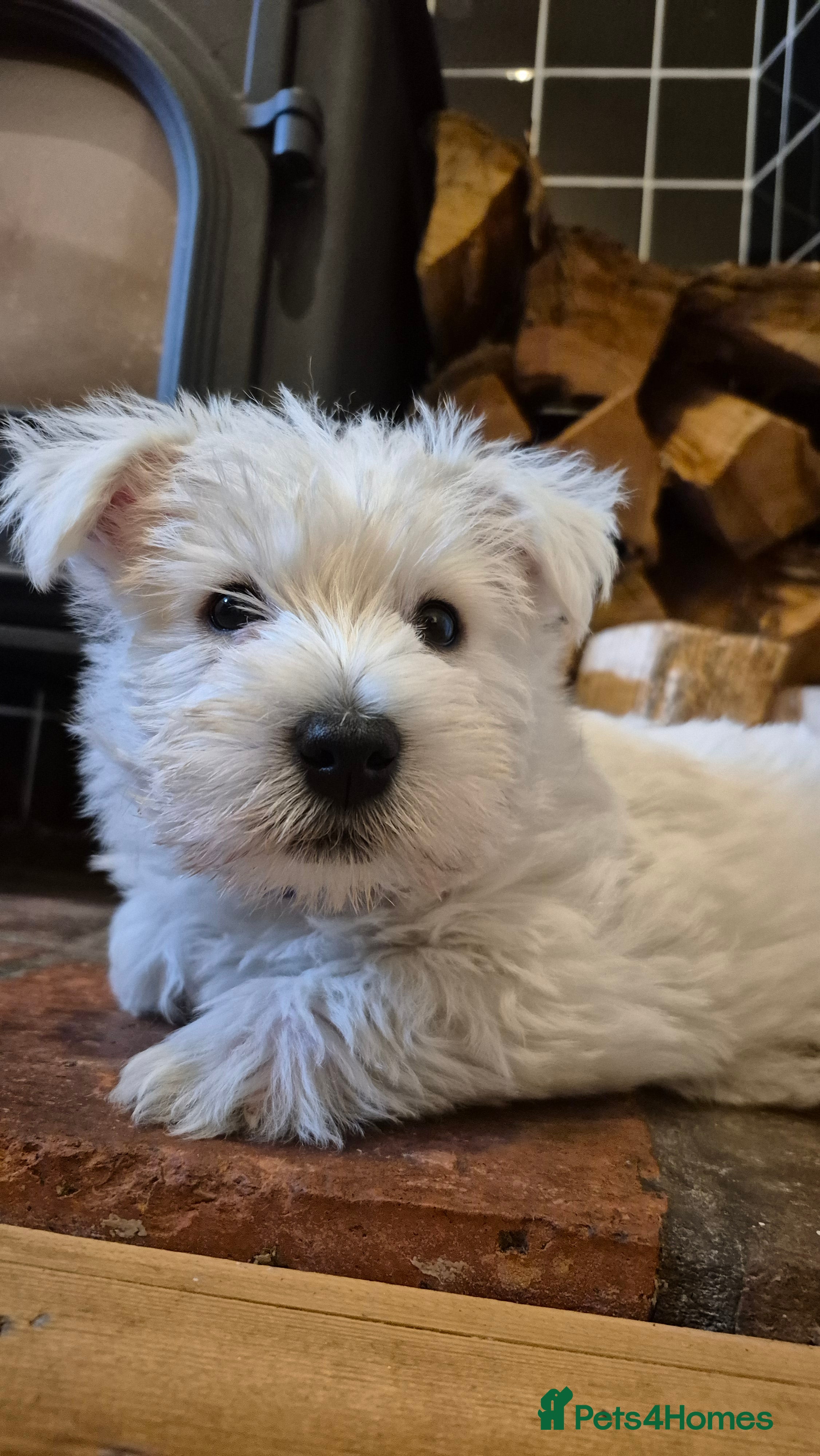 West Highland Terrier dogs 1 left - Westie boy READY FOR NEW HOME NOW - Advert 3