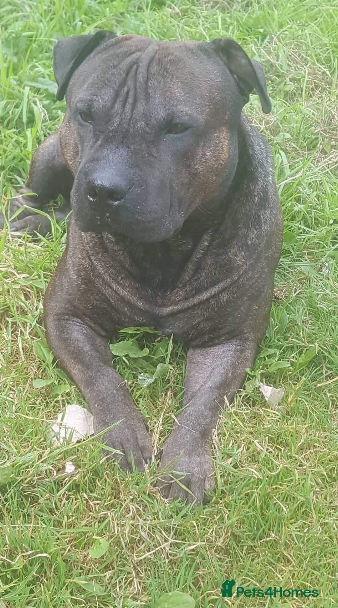 Staffordshire Bull Terrier dogs for stud: Sherpa x staff for stud - Image 1