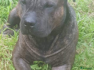 Staffordshire Bull Terrier dogs - Advert 13