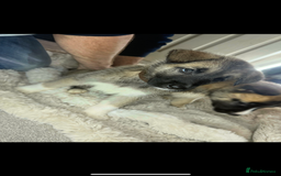 Mixed Breed dogs for sale: Akita/Belgian malenute puppy’s  - Image 5
