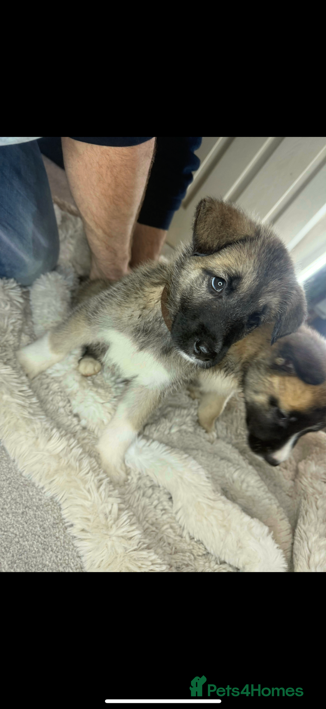 Mixed Breed dogs for sale: Akita/Belgian malenute puppy’s  - Image 5