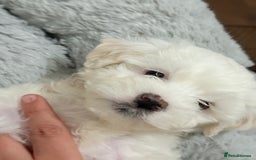 Maltese dogs for sale: Maltese puppy’s  - Image 2