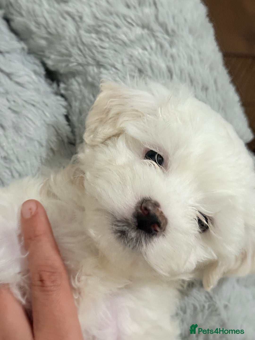 Maltese dogs for sale: Maltese puppy’s  - Image 2