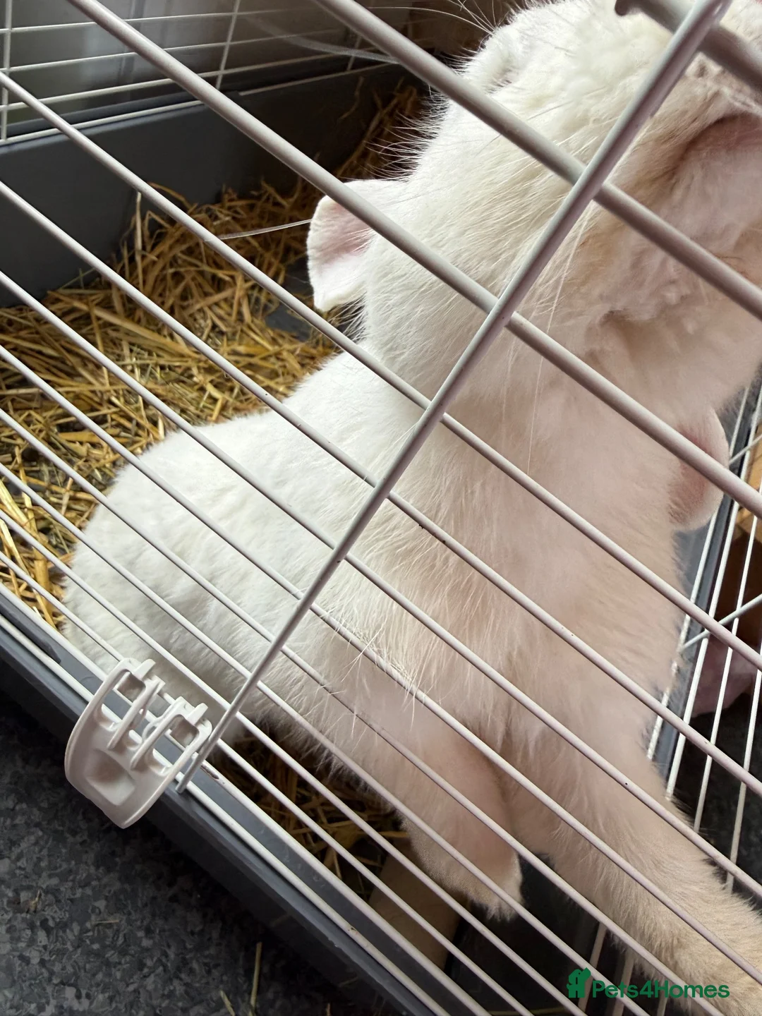 English Lop rabbits for sale: White lops and kits  in Blackpool - Advert 2