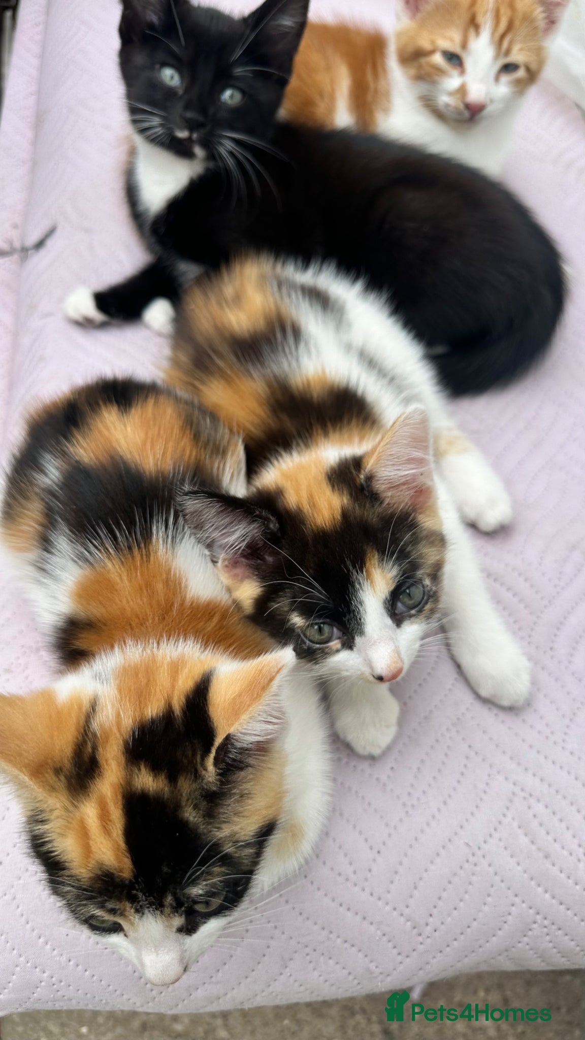 Mixed Breed cats for sale: Ginger male, colored females - Advert 1