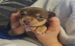 Chihuahua dogs for sale: Smooth coat chihuahua  - Image 14