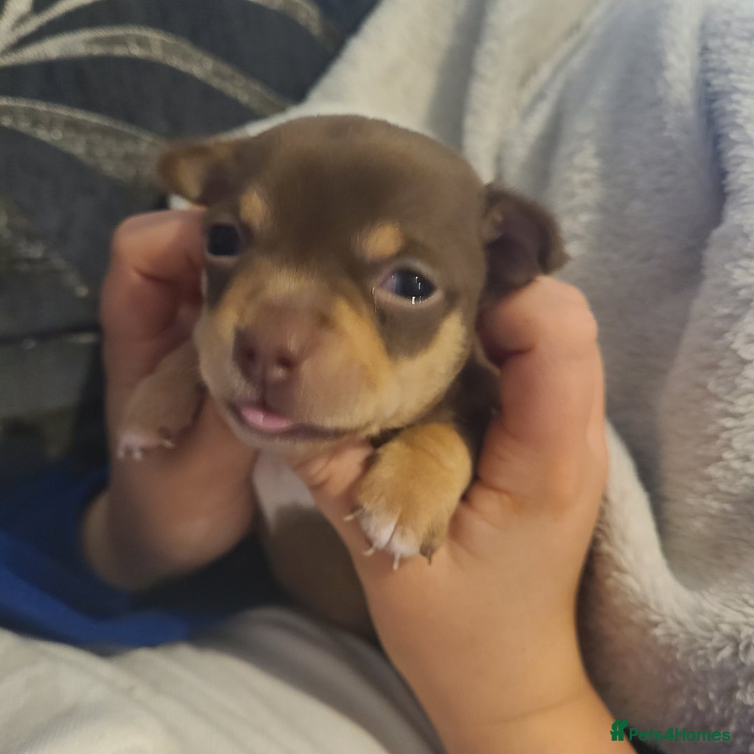 Chihuahua dogs for sale: Smooth coat chihuahua  - Image 14