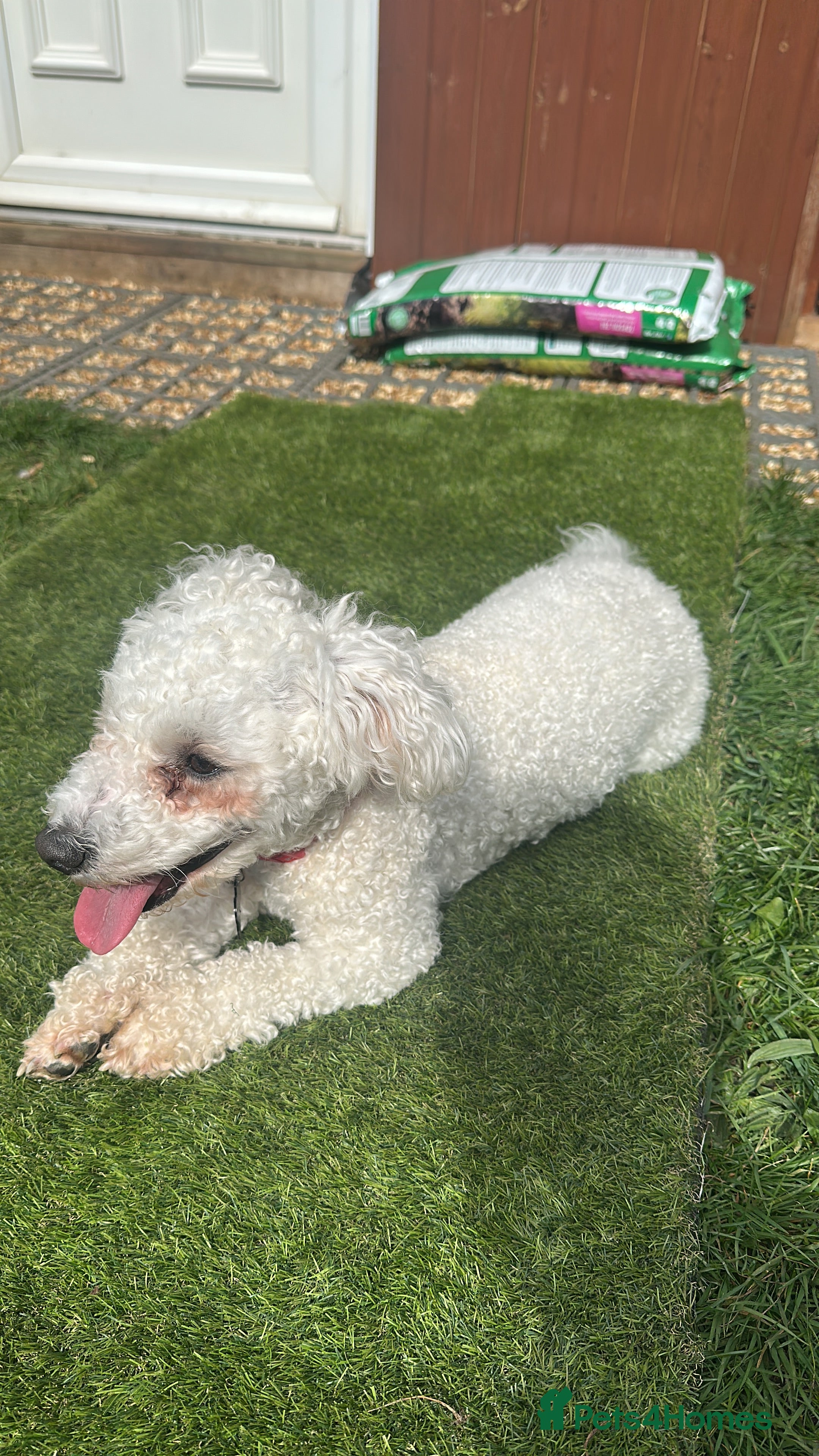 Bichon Frise dogs Rocky  in Reading - Advert 1