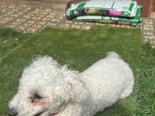Bichon Frise dogs Rocky in Reading - Advert 1