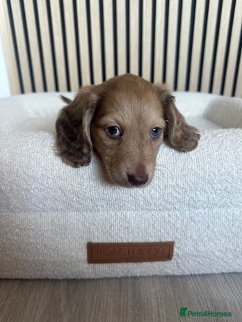 Miniature Dachshund dogs Top quality long haired miniature dachshunds - Advert 6