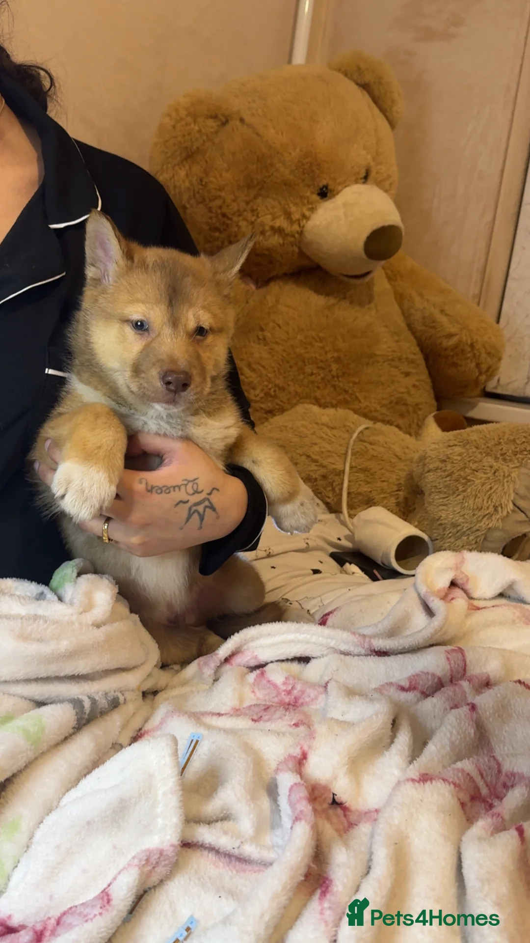 Siberian Husky dogs for sale: Siberian husky  - Advert 27